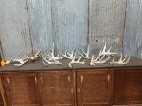 19 Pounds Of Whitetail Shed Antlers