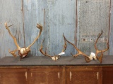Group Of Caribou Antlers