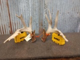 Awesome Palmated Whitetail Shed Antlers