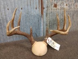 4x4 Whitetail Antlers On Plaque