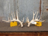 Main Frame 5x6 Whitetail Shed Antlers