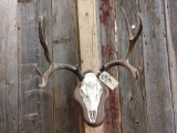 5x5 Mule Deer Antlers On Skull & Stand