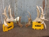 Mini monster Whitetail shed antlers