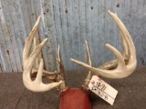 Mini Monster 6x5 Whitetail Antlers On Plaque