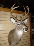 5x5 Whitetail Shoulder Mount Taxidermy