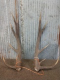 Red Stag Antlers Cut Below The Burr