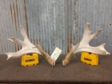 BIG Heavy Mass Whitetail Shed Antlers