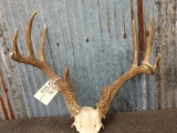 4x5 Whitetail Antlers On Skull Plate