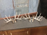 2 Sets Of Wild Whitetail Shed Antlers Consecutive Years