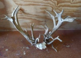 320 Class Whitetail Antlers On Skull Plate