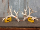 Mini monster Whitetail shed antlers