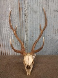 Axis Deer Antlers On Skull