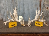 200 Class Whitetail Shed Antlers