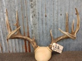 4x5 Whitetail Antlers On Plaque