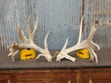 Huge Upper 200 Class Whitetail Shed Antlers