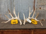 5x5 Whitetail shed antlers
