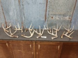 11 Single Whitetail Shed Antlers