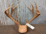 Main Frame 4x4 Whitetail Antlers On Plaque