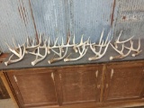 16 Single Whitetail Shed Antlers