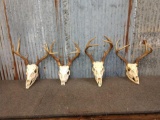 4 Whitetail Antlers On Skull