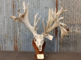 HUGE 309 Class Whitetail Antlers On Skull