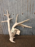 Crazy Double Beam Whitetail Shed Antler