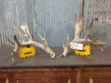 Upper 200 Class Whitetail Antlers