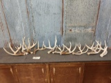 10 Nice Size Whitetail Shed Antlers