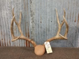 5x5 Mule Deer Antlers On Plaque