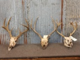 2 Whitetail & 1 Mule Deer Antlers On Skull