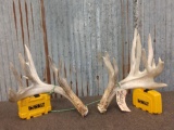 200 Class Whitetail Shed Antlers
