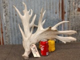 MONSTER Single Whitetail Shed Antler