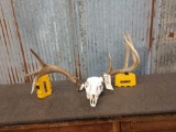 Cool Whitetail Skull One Antler Shed