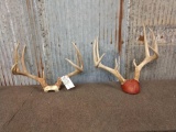 2 Sets Of Whitetail Antlers