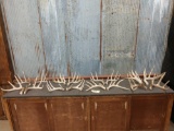 8 Sets Of Whitetail Shed Antlers