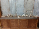 9 Single Whitetail Shed Antlers