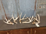 5 Single Whitetail Shed Antlers
