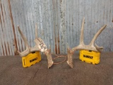 Wild 4x5 Whitetail Shed Antlers