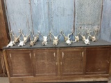 16 Whitetail Skulls with Antler