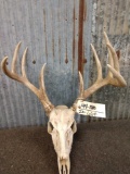 4x5 Whitetail Antlers On Skull