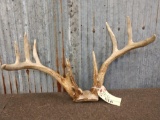 4x5 Whitetail Antlers On Skull Plate
