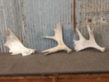 3 Small Moose Shed Antlers
