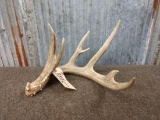 Main Frame 5 Point Whitetail Shed Antler