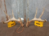 Wild 4x4 Whitetail Shed Antlers