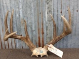 Big 4x5 Wild Iowa Whitetail Antlers On Skull Plate