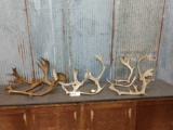12.2 Pounds Of Caribou Antlers Cuts