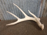Big 4 Point Typical White Shed Antler