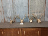 4 Freak Whitetail Antlers On Skull