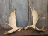 Set Of Moose Antlers On Split Skull