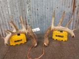 Main Frame 6x6 Wild Whitetail Shed Antlers